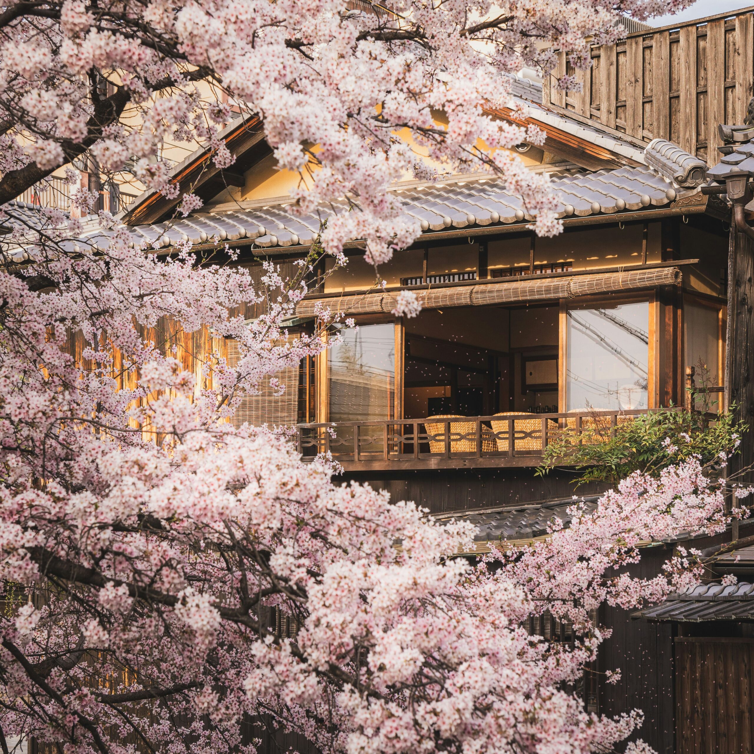 Maison traditionnelle japonaise en bois entourée de cerisiers en fleurs (sakura) au printemps, à Kyoto.